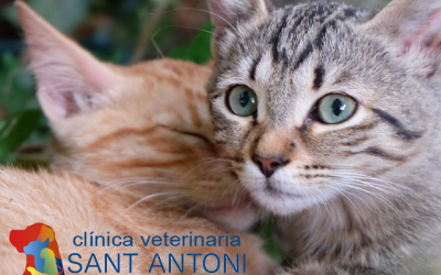 Castración y esterilización felina: ¿es lo mismo?