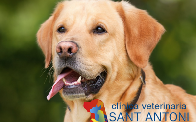 ¿Cómo combatir el mal aliento en los perros?