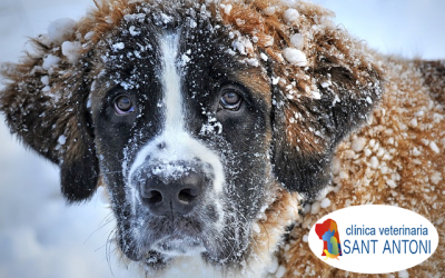¿Qué hacer con mi perro en invierno?