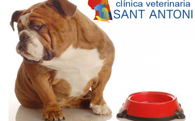 El sobrepeso y la obesidad en las mascotas