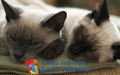 Los parásitos externos en felinos