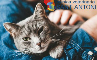 Consejos para evitar el exceso de caída de pelo en gatos
