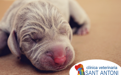 Cuidados básicos en cachorros recién nacidos
