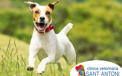 ¿Por qué los perros comen hierba?