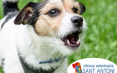 ¿Por qué ladra tanto mi perro?