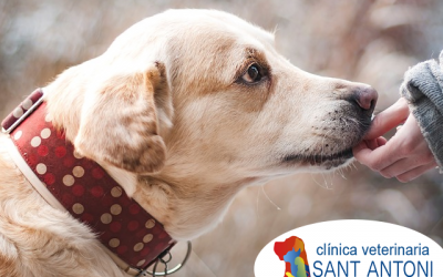 Perros en vacaciones: recomendaciones para dejarlos en casa