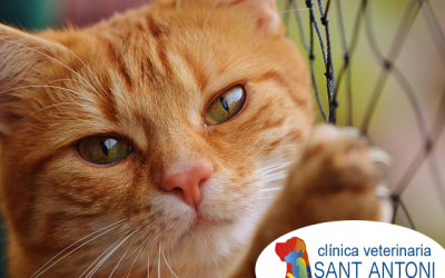 Hipertiroidismo en Gatos: lo que hay que saber