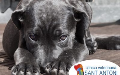 Cómo reducir la ansiedad por la separación del perro cuando regresas al trabajo