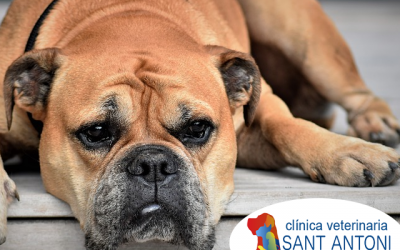 Los síntomas del parvovirus en perros