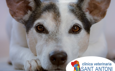 ¿Cómo determinar si tu amigo peludo tiene un peso saludable?