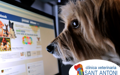 4 Aplicaciones móviles para encontrar mascotas perdidas