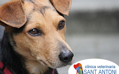 Consejos para ejercitar a nuestro perro durante el aislamiento