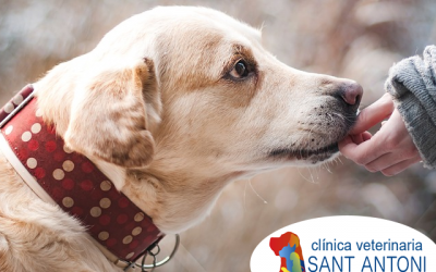 5 formas de calmar a tu perro con ansiedad
