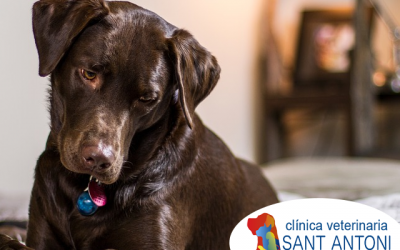 Enfermedad de Cushing en perros: sintomas