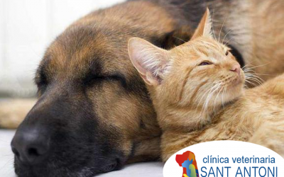 Las 5 mejores razas de gato de buena convivencia con perros