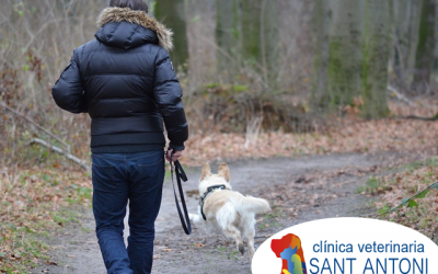 ¿Qué es la enfermedad canina estacional?