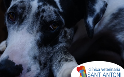 Megaesófago en perros: lo que hay que saber