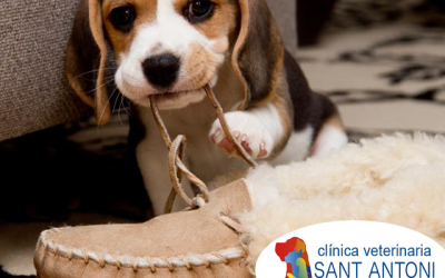 ¿Tu perro muerde todo? Esto es lo que debes saber