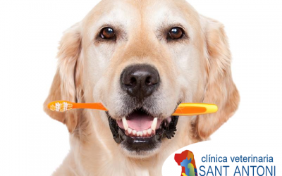 ¿Por qué es importante cuidar la salud dental de tu mascota?