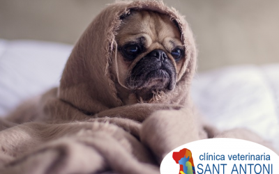 Los cambios de estación y los efectos en las mascotas