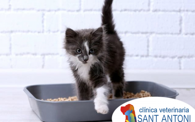 3 olores para evitar que tu gato orine donde no debe