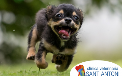 Consejos para sumar un cachorro a la familia de forma optima