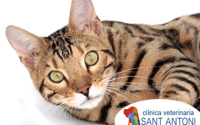 5 razas de gatos exóticos y sus características