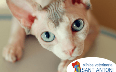 7 razas de gato raras que vale la pena conocer