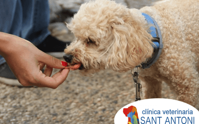 Alimentos prohibidos en la dieta de tu perro