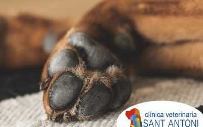 5 razas de perros ideales para espacios pequeños y apartamentos