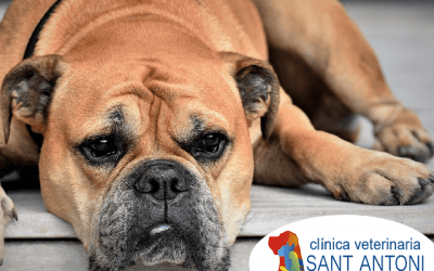 Preguntas y respuestas sobre el Coronavirus y las mascotas