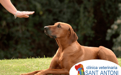 Consejos para adiestrar a tu mascota y lograr obediencia