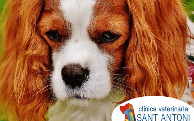 Mi perro tiene problemas para dormir: ¿qué hago?