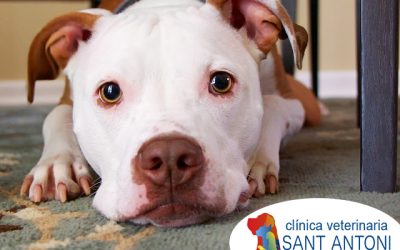 Salud canina: ¿qué es la leptopirosis?