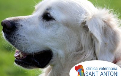 ¿Qué implica la Enfermedad Canina Estacional?
