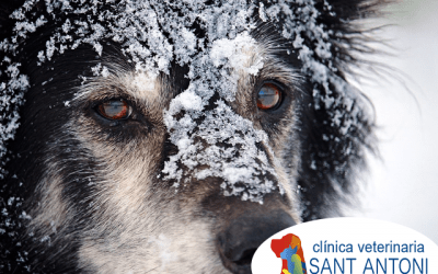 Cómo cuidar a tu perro durante el invierno: Guía completa