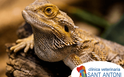 Claves para cuidar reptiles