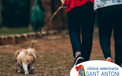 Los mejores consejos para pasear a su perro en otoño