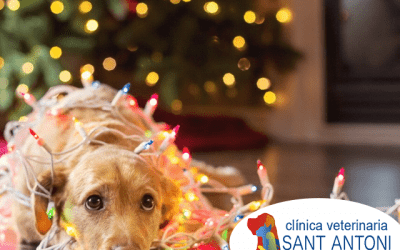 Consejos para una navidad pet friendly
