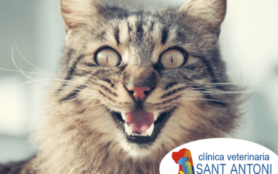 ¿Por qué los gatos tienen bigotes?