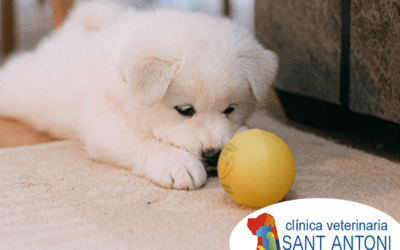 ¿Cómo preparar el entorno del hogar para un nuevo cachorro?