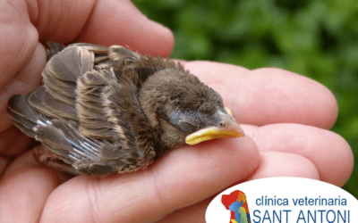 Pajaritos caídos del nido: ¿qué hago?