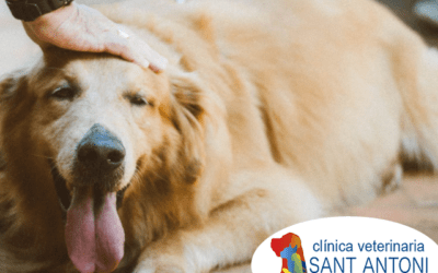 Fiestas y mascotas: cuidado con el chocolate y tu perro