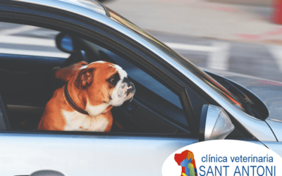 3 consejos para cuidar a tu perro en verano
