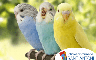 Cuidados básicos para aves domesticas