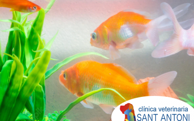 Cuidado de acuarios para los amantes de los peces